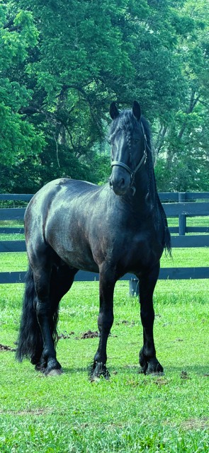 Friesian MARCO - Sold